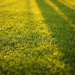 wiosenne prace w ogrodzie | Wiosenne Prace | Alphabar.pl